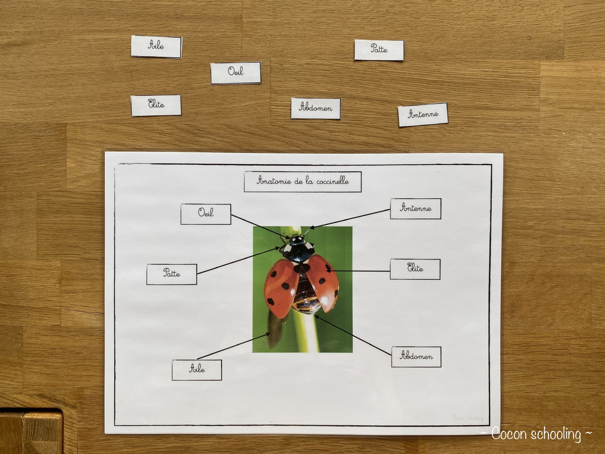Thème: les coccinelles – Cocon-Schooling