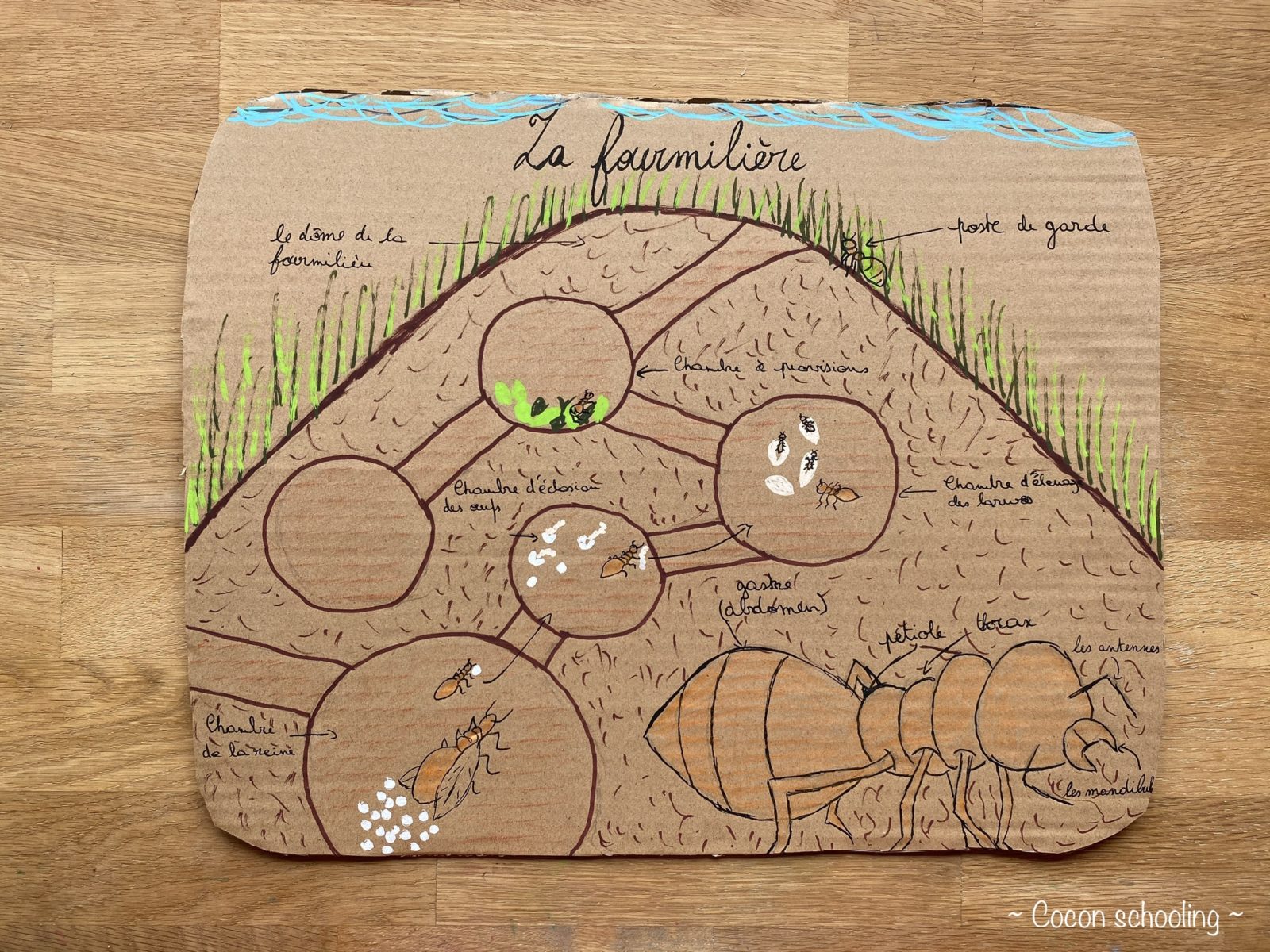 Thème: La fourmi – Cocon-Schooling