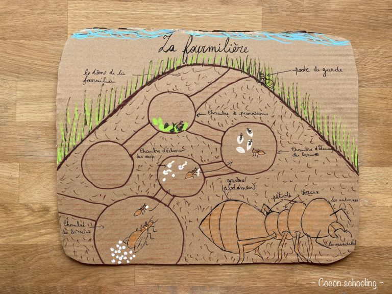 Thème: La fourmi – Cocon-Schooling