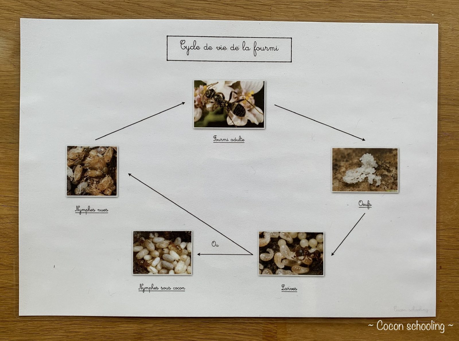 Temps De Vie D Une Fourmi Thème: La fourmi – Cocon-Schooling