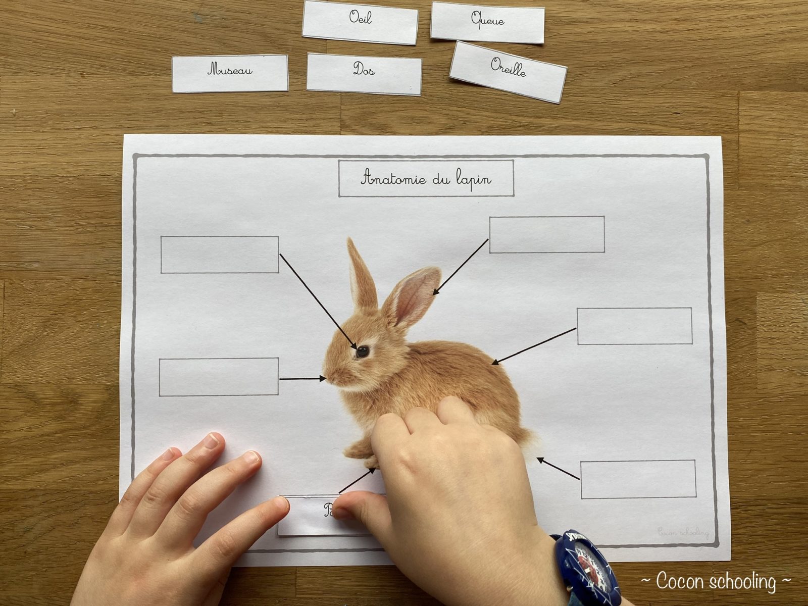 Thème: Lapin – Cocon-Schooling